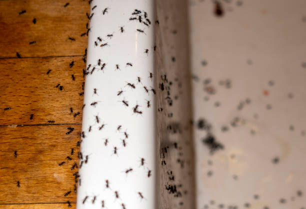 Best Affordable Pest Control Services  in Florin, CA