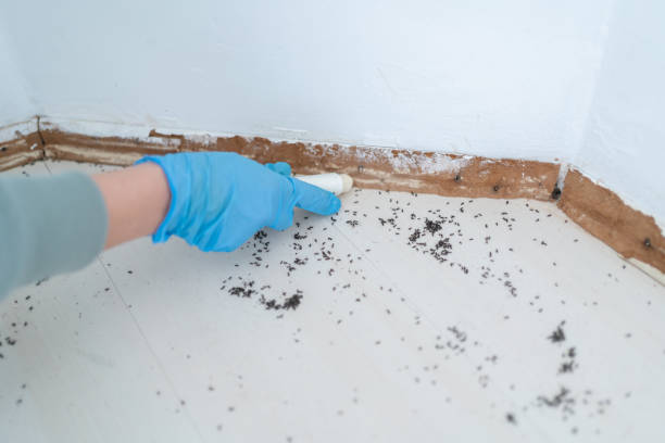Best Flea Control Services  in Florin, CA